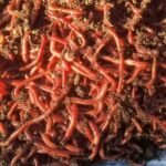Fresh Eisenia Fetida Earthworm