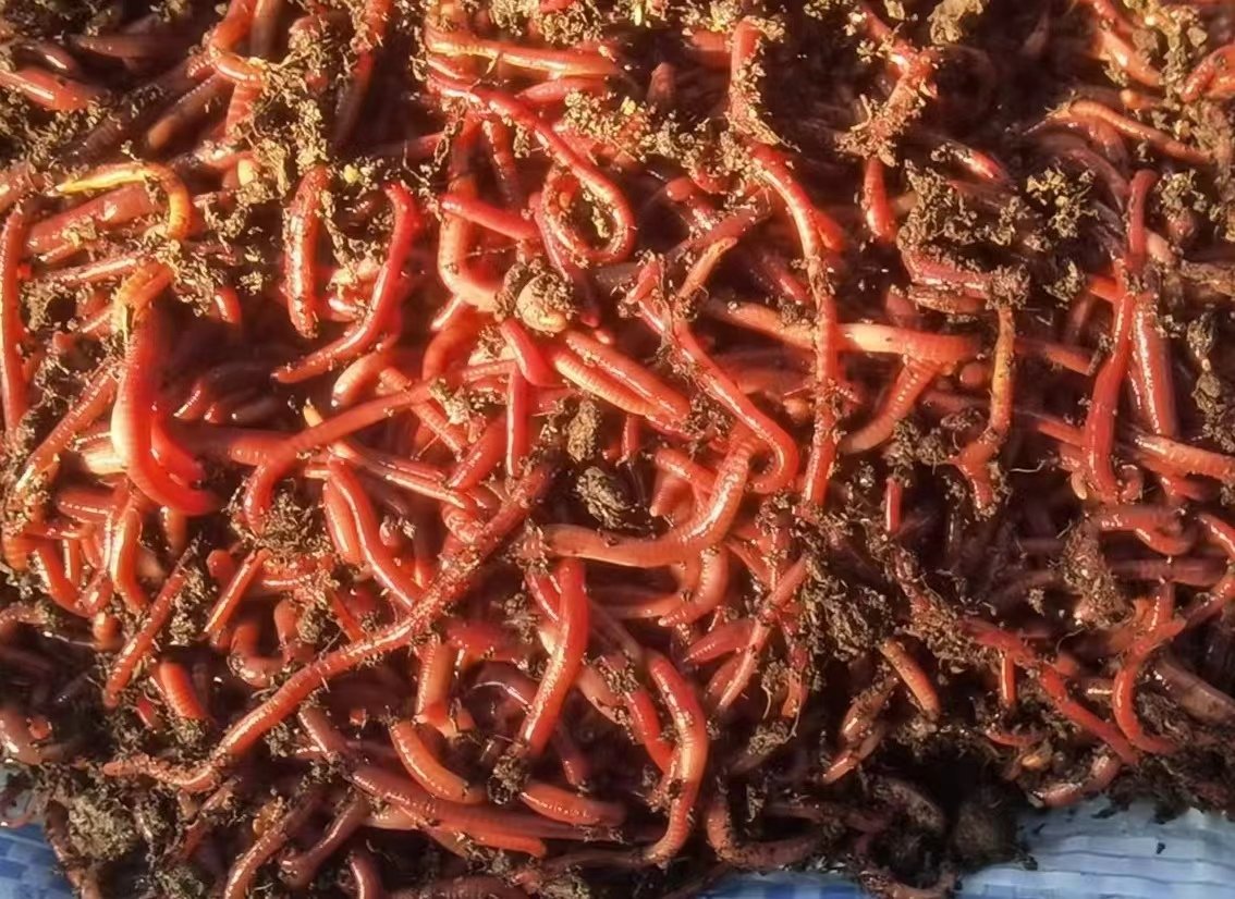 Fresh Eisenia Fetida Earthworm