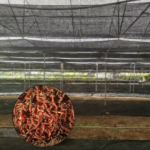 Earthworm Breeding Farm