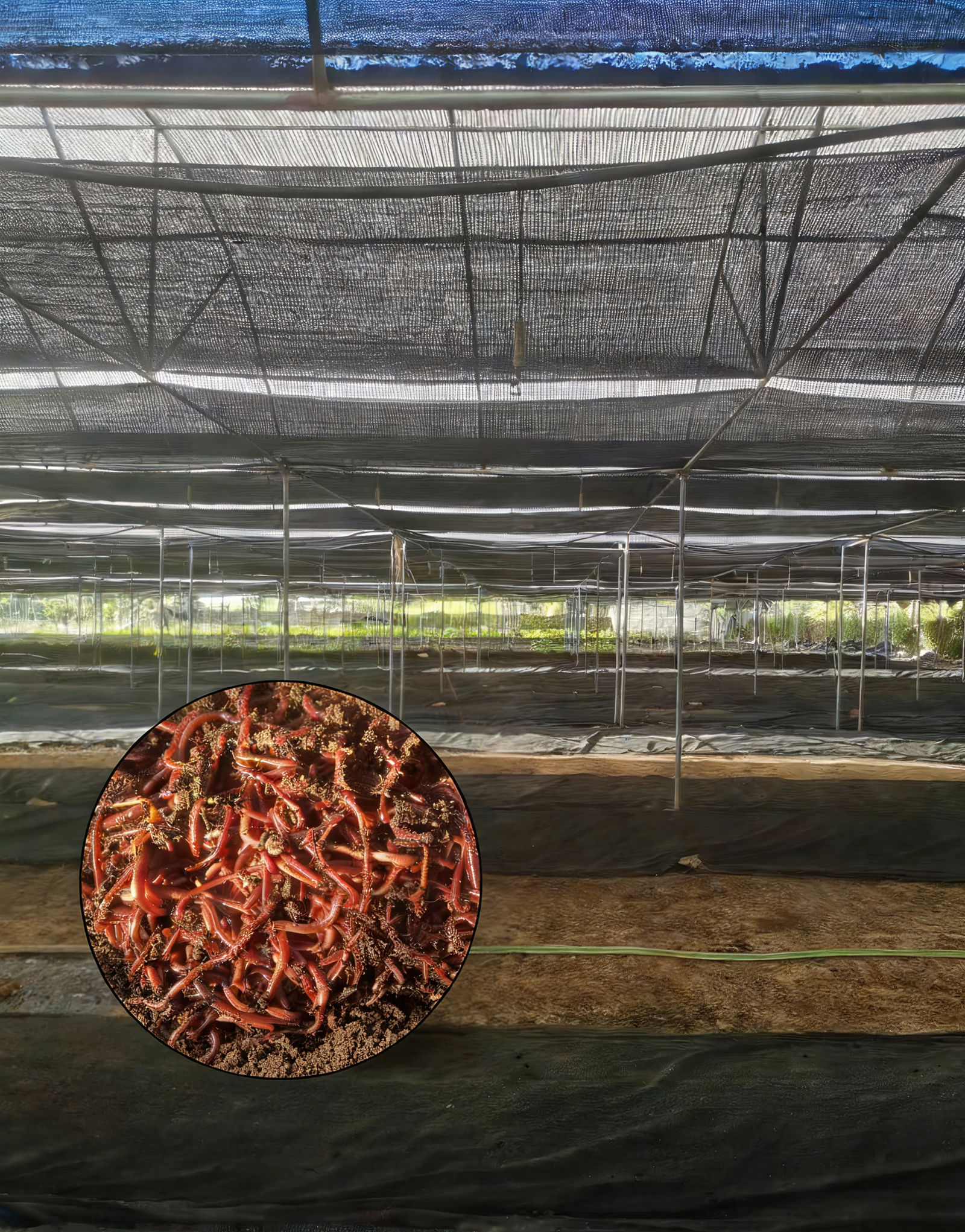 Earthworm Breeding Farm