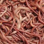 earthworm protein powder