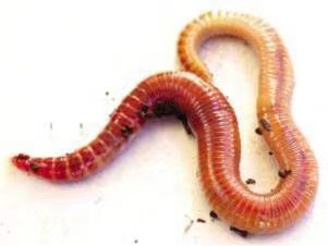 allworms.com