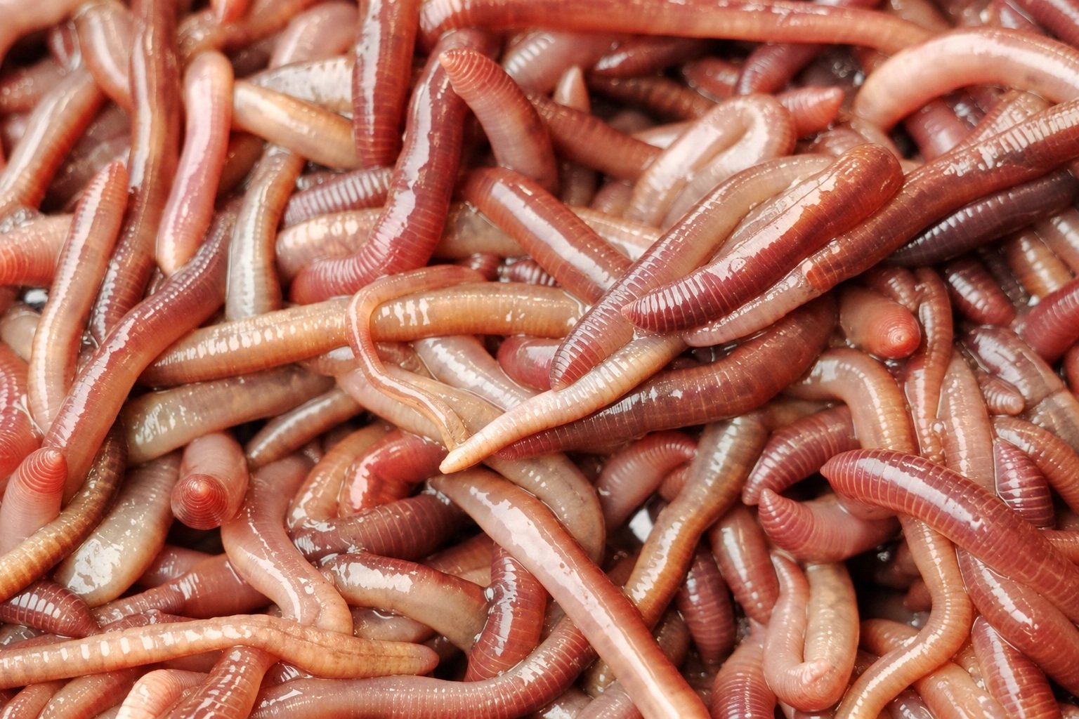 Clean red earthworms in a stainless steel tray during raw-material inspection.