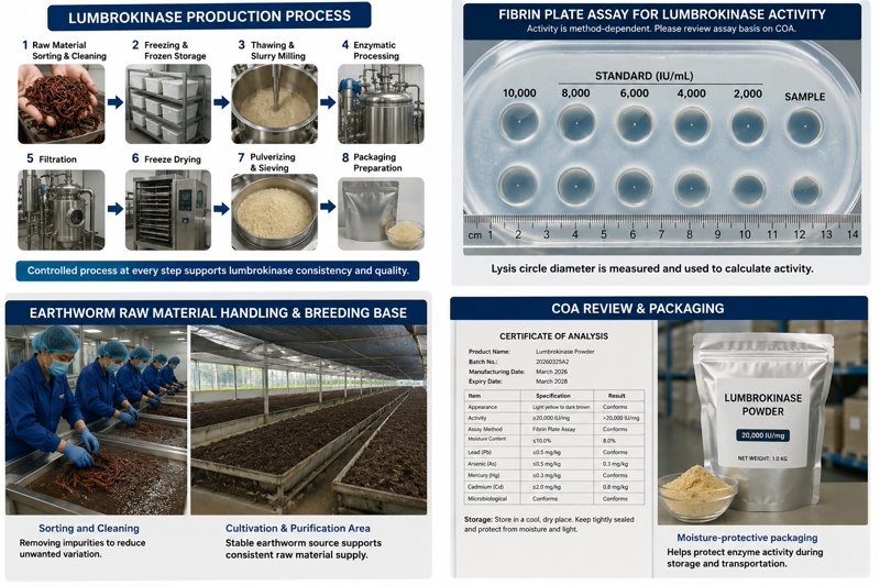 B2B buyer reviewing lumbrokinase production flow COA and batch consistency